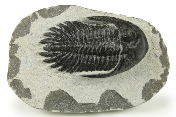 Detailed Hollardops Trilobite - Morocco #272458